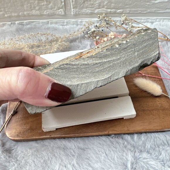 Beautiful Starfish Fossil in Matrix - Picture 3 of 5